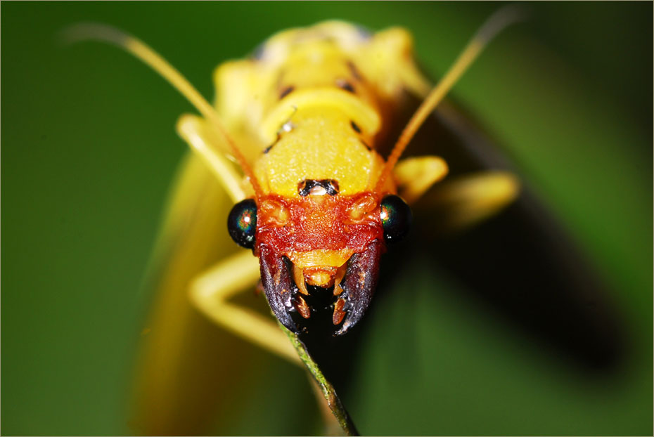 Megalóptero - Cordillera de la Costa. Venezuela © Felix Grande Bagazgoitia