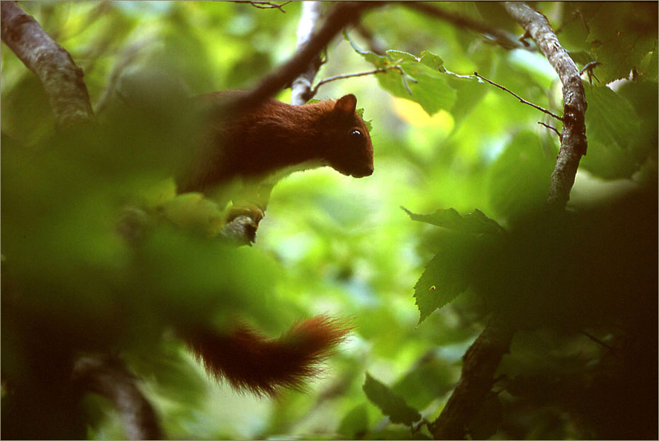 Ardilla roja, Hayedo de la Sierra de Guara © Felix Grande Bagazgoitia