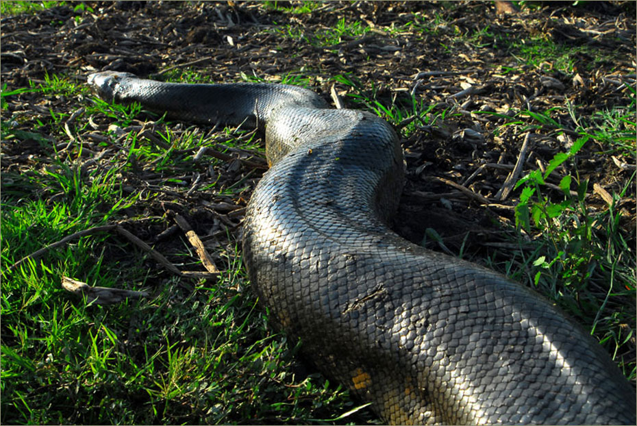 Caimán de anteojos, Everglades de Florida © Felix Grande Bagazgoitia