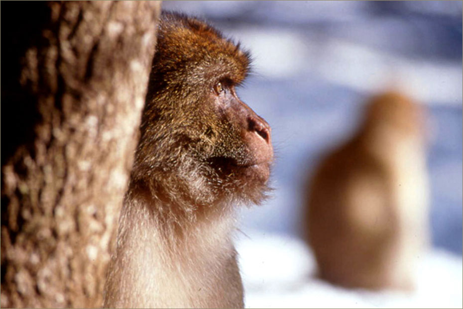 Macacos de Berberia, Medio Atlas, Marruecos © Felix Grande Bagazgoitia