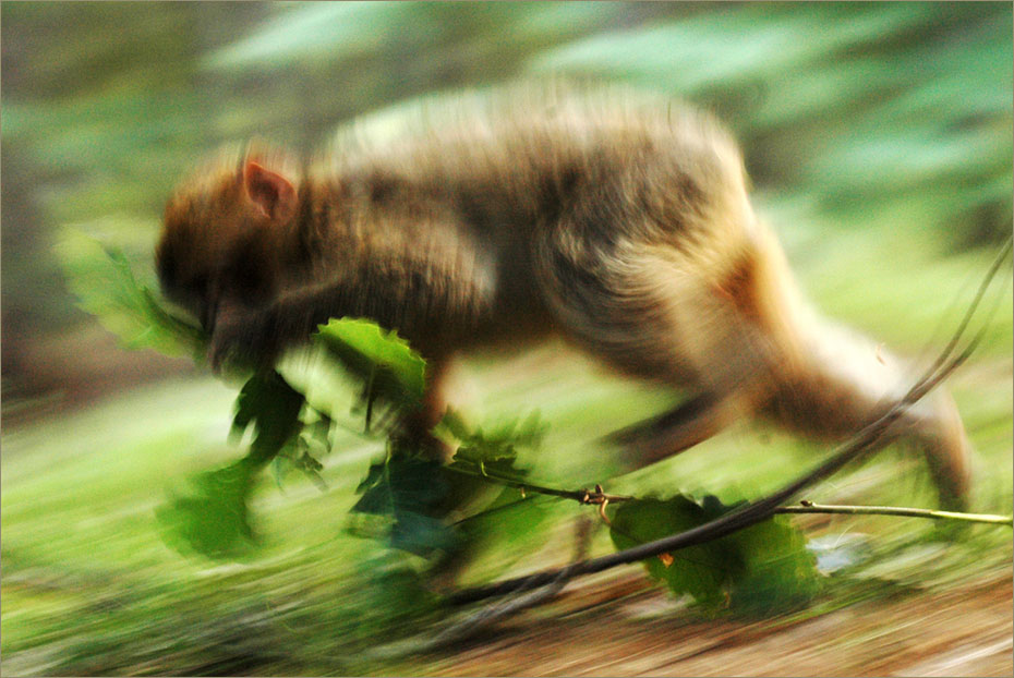 Macacos de Berberia, Medio Atlas, Marruecos © Felix Grande Bagazgoitia