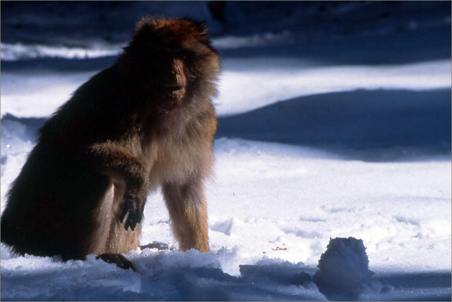 Macacos de Berberia, Medio Atlas, Marruecos © Felix Grande Bagazgoitia