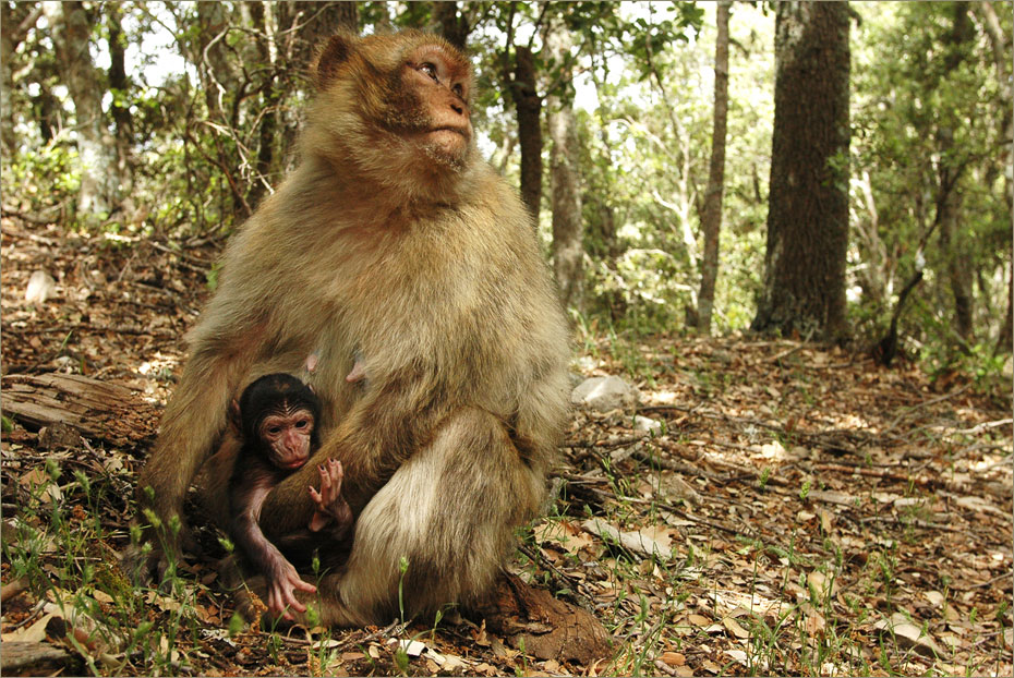 Macacos de Berberia, Medio Atlas, Marruecos © Felix Grande Bagazgoitia