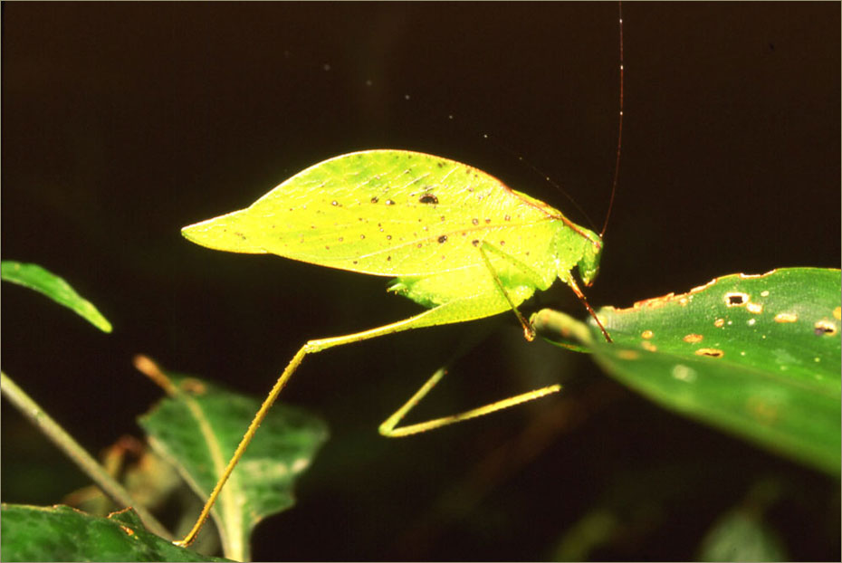 Saltamontes hoja. Parque Nacional Tortuguero. Costa Rica © Felix Grande Bagazgoitia